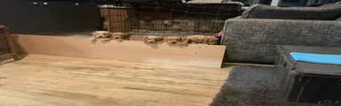 Cockapoo 3