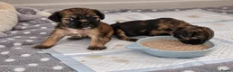 Pug dogs for sale: F1b Cocker Pug Puppies Boy & Girl - Advert 6