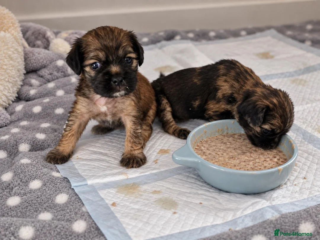 Pug dogs for sale: F1b Cocker Pug Puppies Boy & Girl - Advert 6