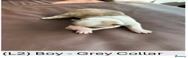 L2 - Grey Collar Boy