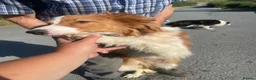 Border Collie dogs for sale: 2 border collie puppies for sale  in Bala - Advert 4