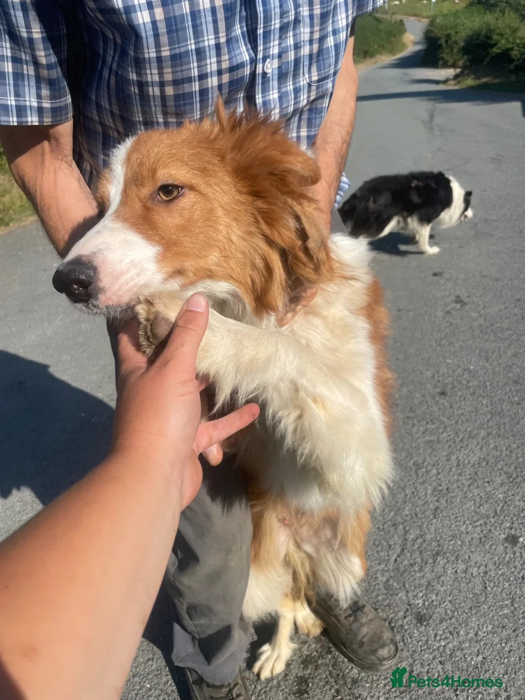 Border Collie dogs for sale: 2 border collie puppies for sale  in Bala - Advert 4