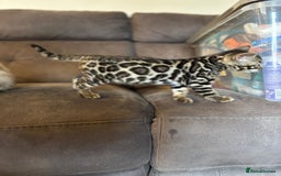 Bengal cats for sale: Pedigree TICA Bengal Brown Rosetted Male Kitten - Image 3