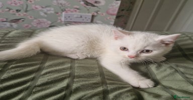 British Shorthair cats - Advert 15