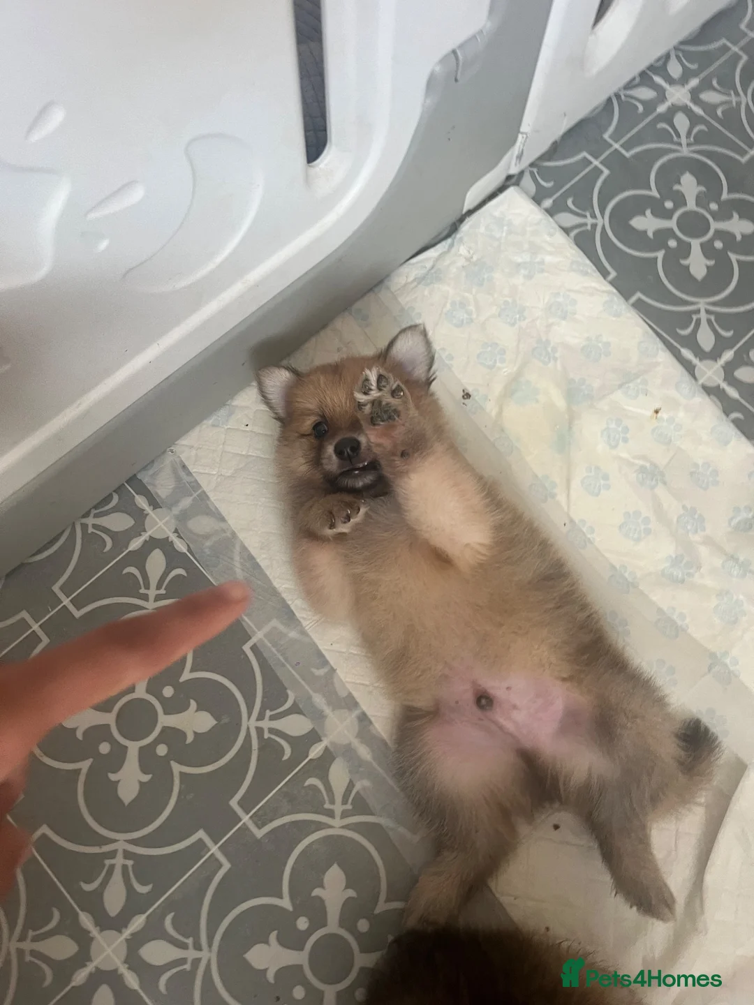 Pomeranian dogs for sale: POMERANIANS - Advert 2