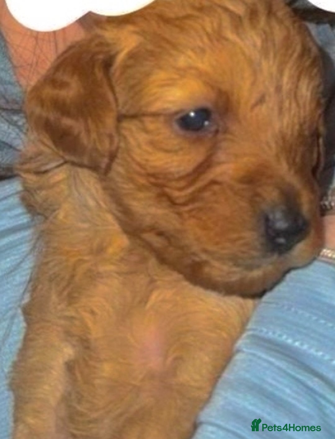 Mixed Breed dogs for sale: 5 Beautiful Cockapoo Girls ready  - Image 5