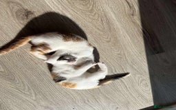 Mixed Breed cats for sale: Cute mixed Bengal kittens  - Image 3