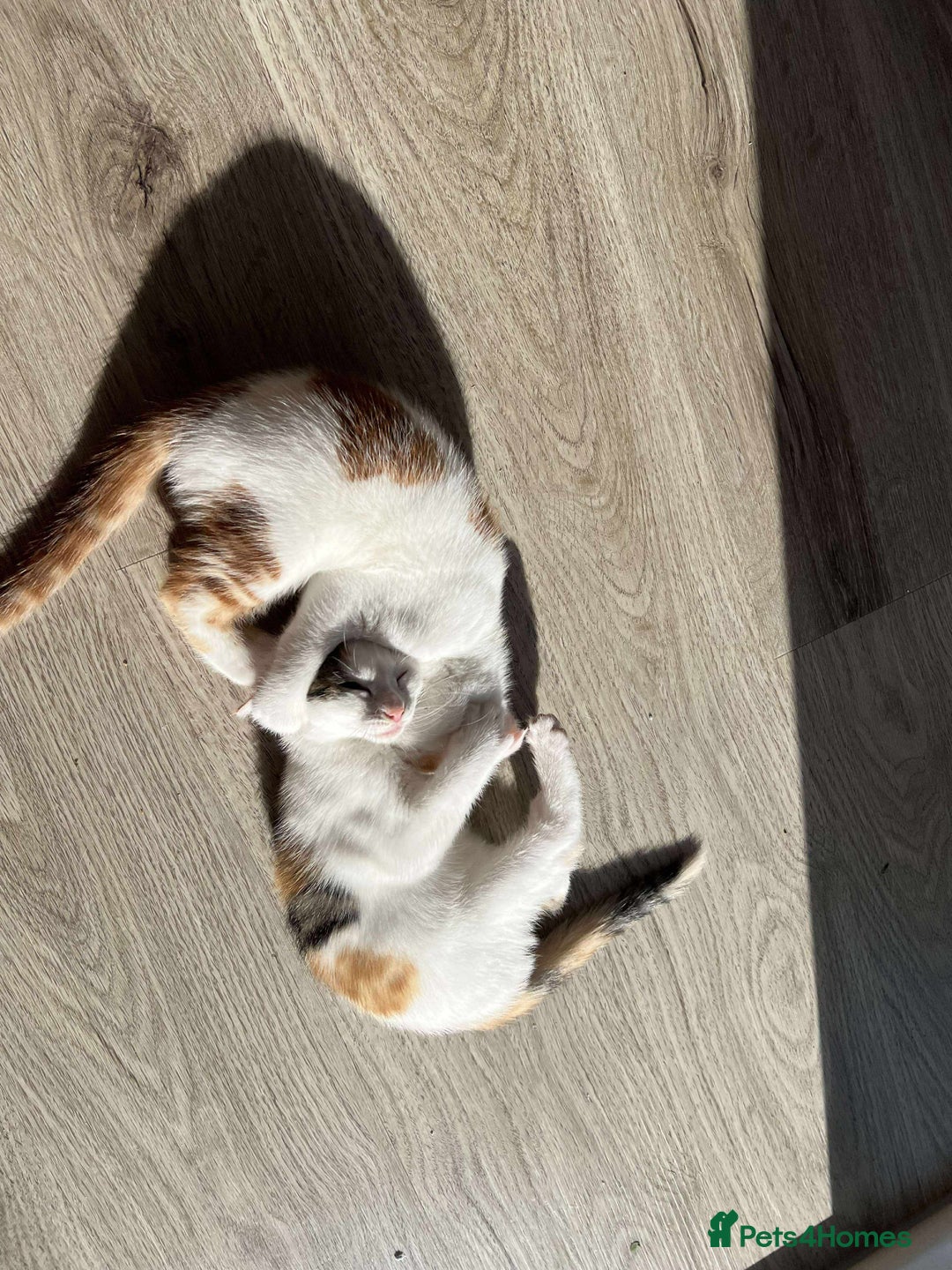 Mixed Breed cats for sale: Cute mixed Bengal kittens  - Image 3