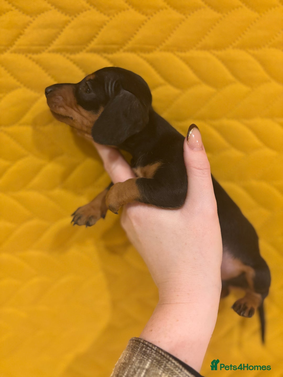 Miniature Dachshund dogs for sale: KC registered Miniature Dachshund Puppies - Advert 5