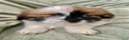 Shih Tzu dogs for sale: Imperial Shih Tzu Puppies  - Advert 9