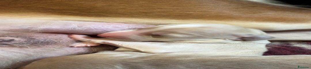 Saluki Puppy 3
