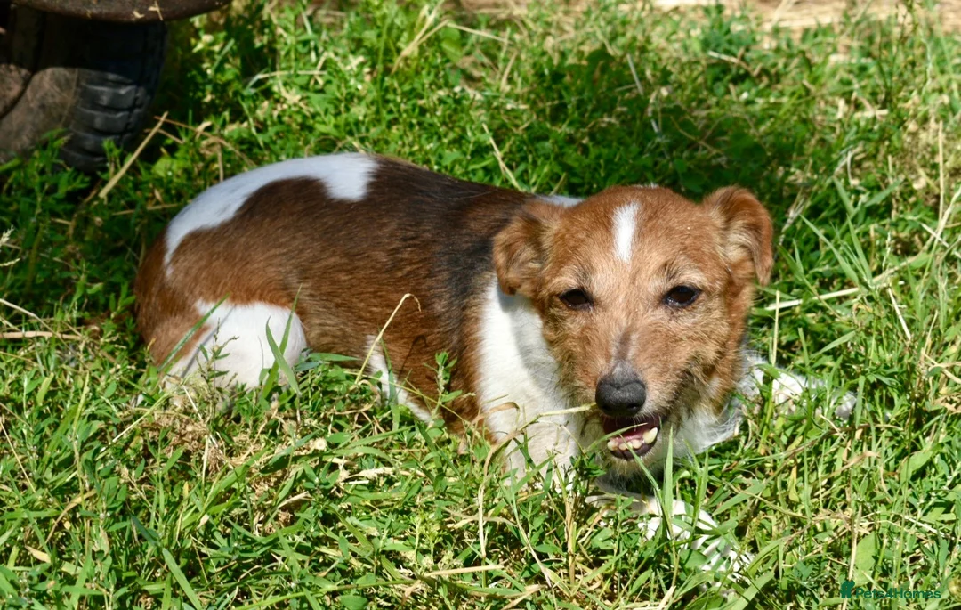 Jack Russell dogs for sale: Scruff - Advert 1