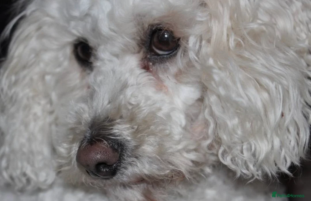 Cockapoo dogs for sale: Male Cockapoo puppy  - Advert 2