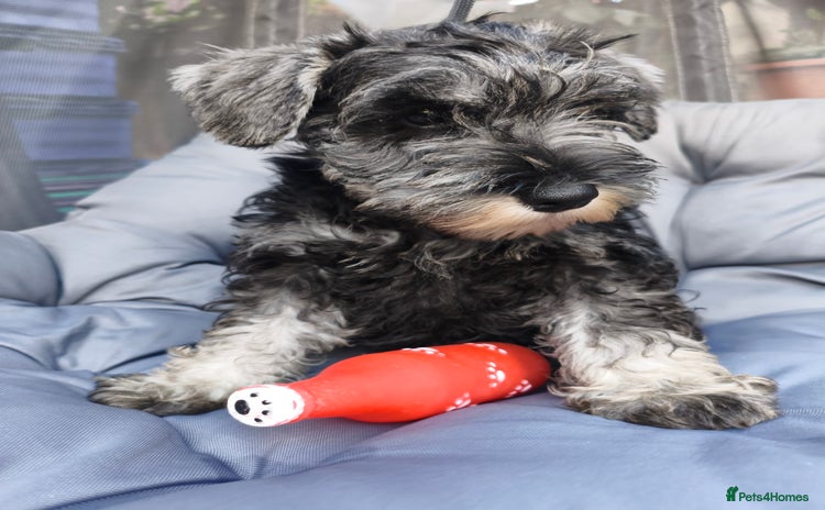 Miniature Schnauzer dogs - Advert 1
