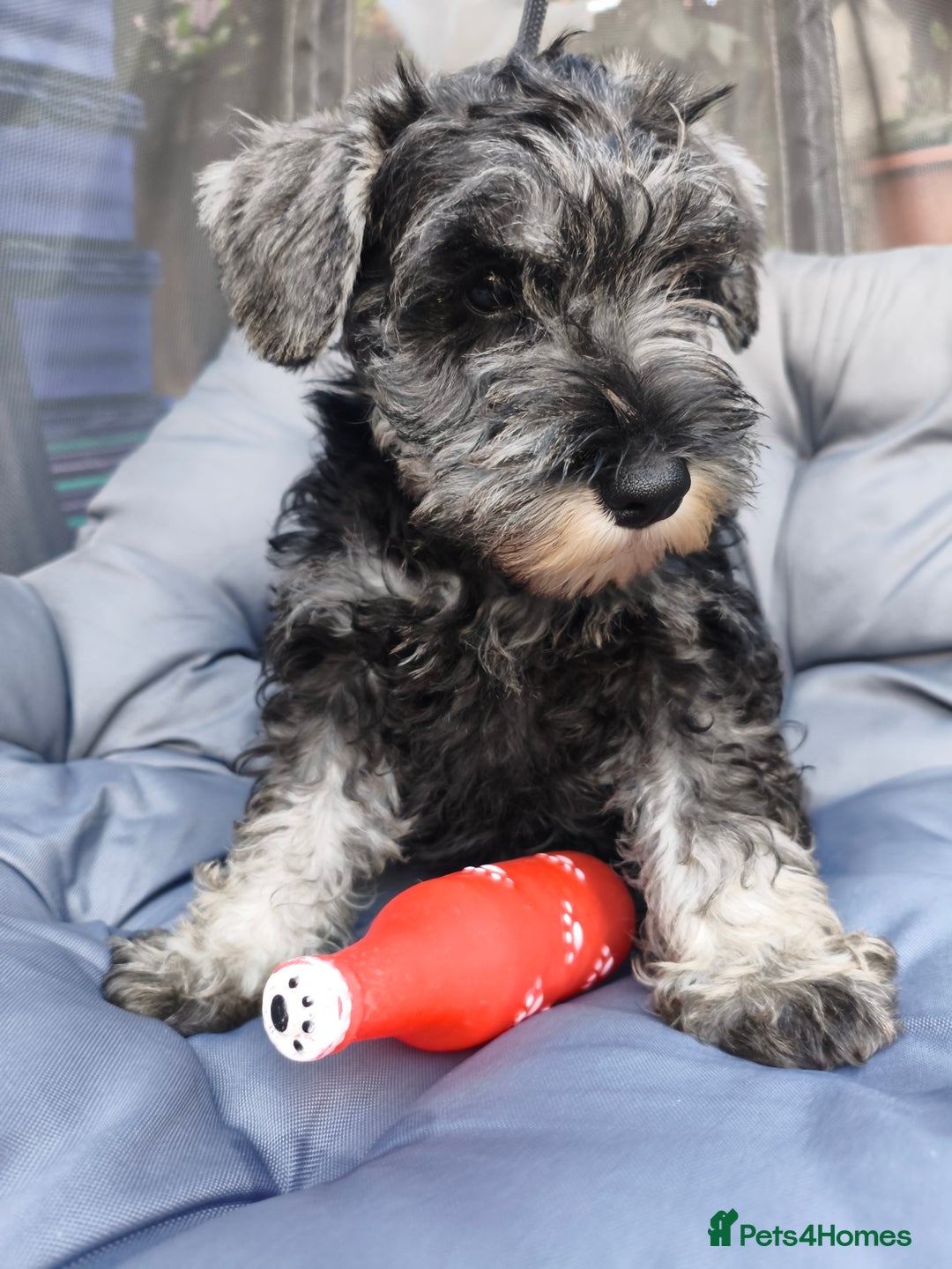 Miniature Schnauzer dogs for sale: Last girl left KC register - Image 2