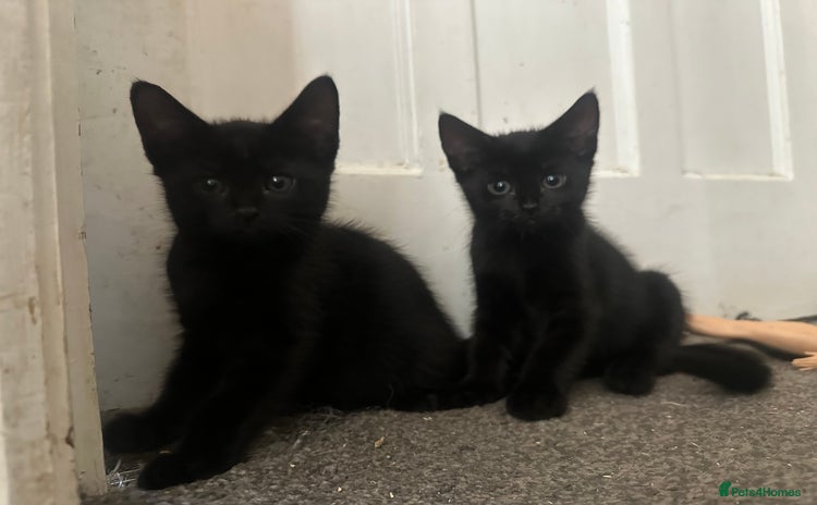 Mixed Breed cats - Advert 10