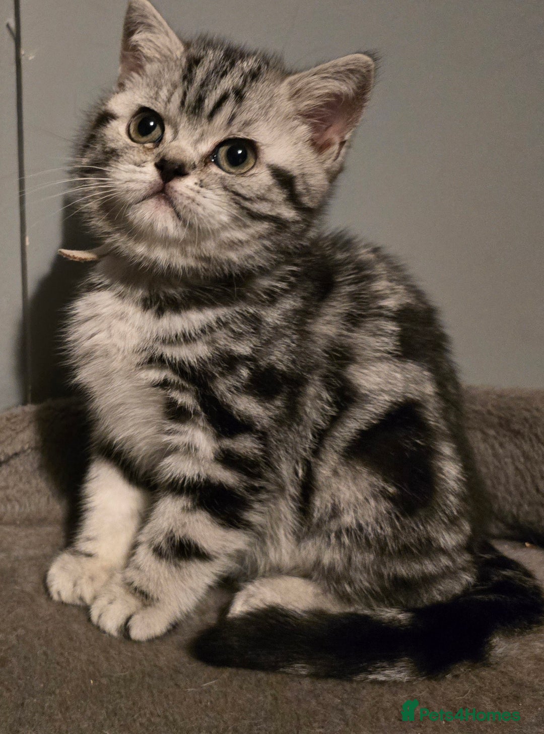 British Shorthair cats for sale: Last Beautiful bsh silver tabbie girl  - Advert 33