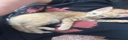 Mixed Breed cats for sale: 3 month old kittens - Advert 5