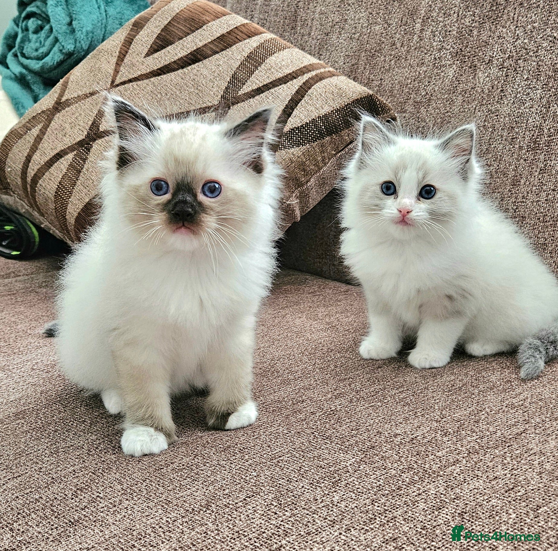 Ragdoll cats for sale: Stunning Ragdoll kittens.  - Advert 2