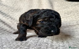 Cockapoo dogs for sale: ✨ Gorgeous Cockapoo Puppies ✨ - Image 2