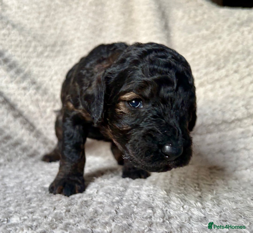 Cockapoo dogs for sale: ✨ Gorgeous Cockapoo Puppies ✨ - Image 2