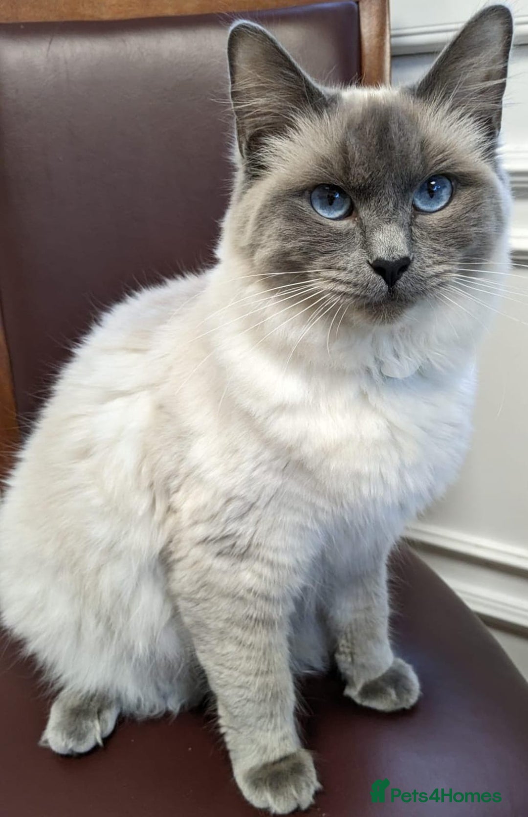 Ragdoll cats for sale: 💕💛GCCF Registered 💛💕Pedigree Ragdoll kittens - Image 24