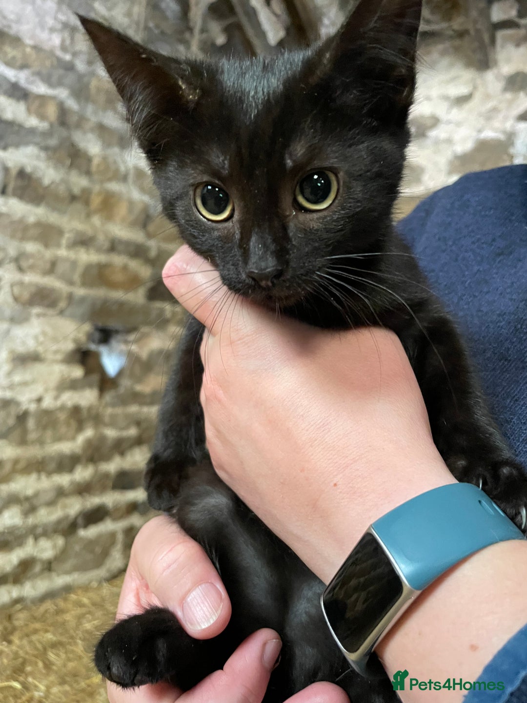 Mixed Breed cats for sale: Black/ black & white kittens Lancaster / Bentham - Image 6