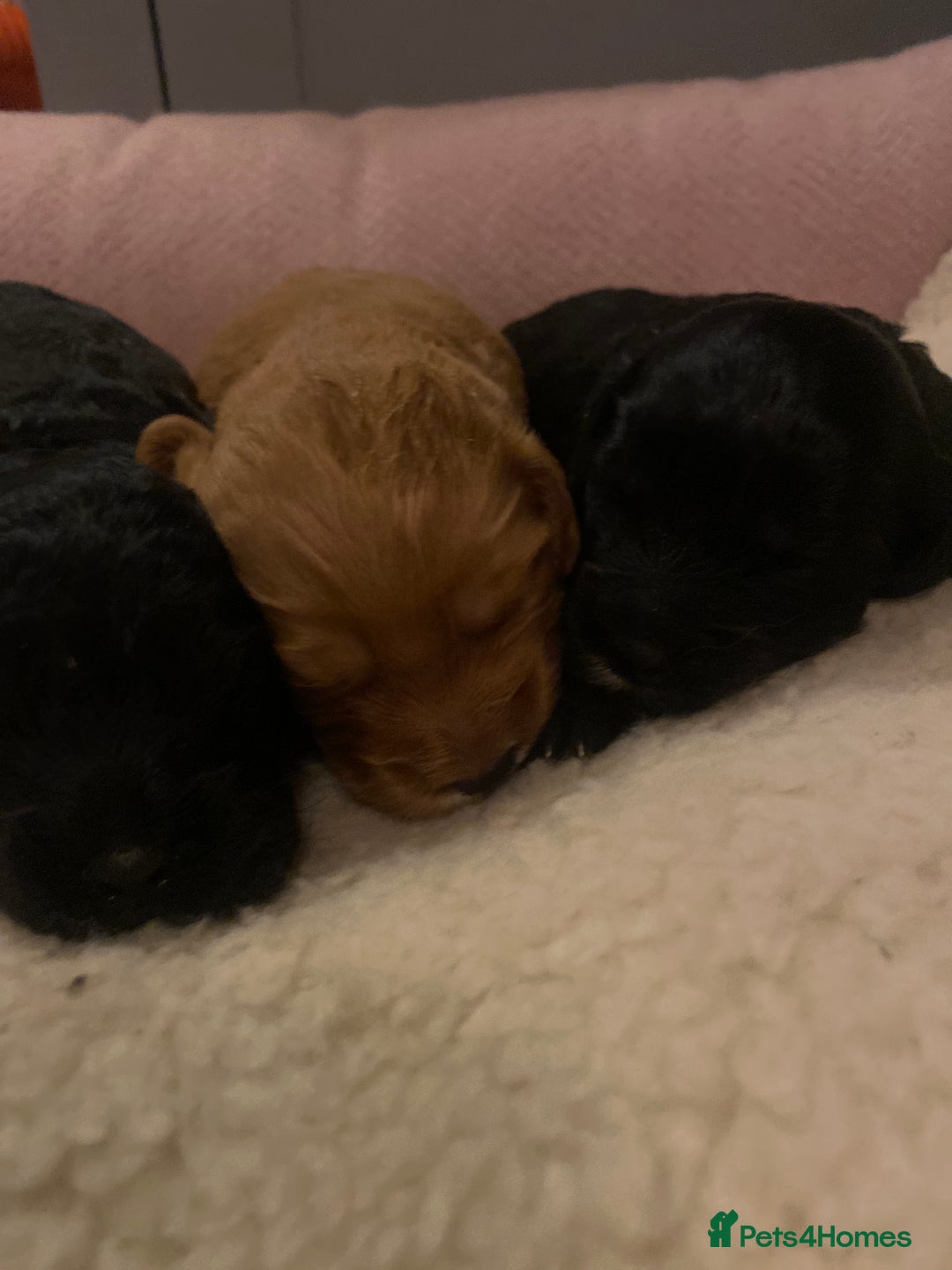 Cockapoo dogs for sale: cockapoo f1 puppies - Advert 7