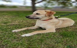 Mixed Breed dogs for adoption: 💙🐶 DAN 🐶💙 - Image 5