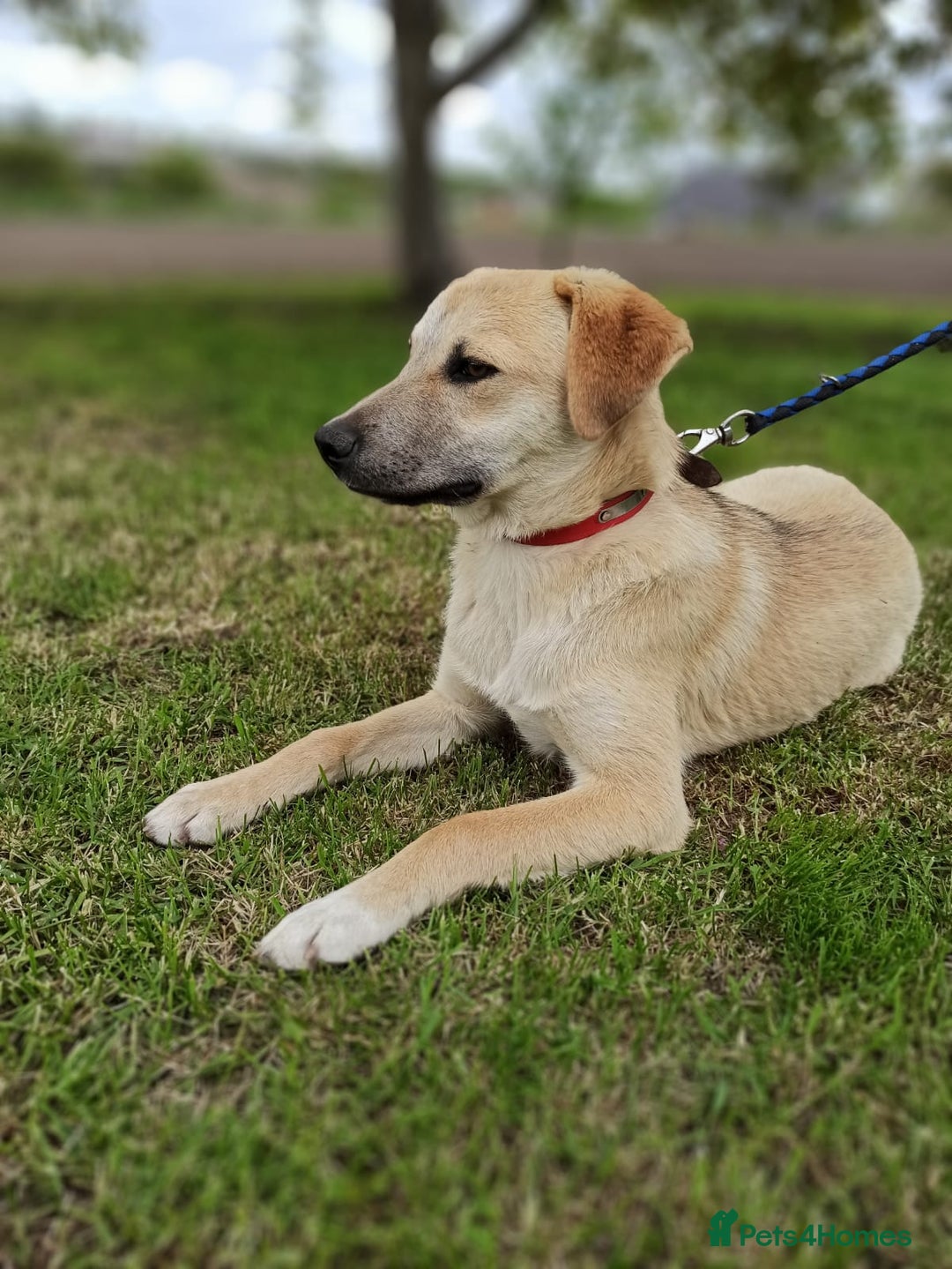 Mixed Breed dogs for adoption: 💙🐶 DAN 🐶💙 - Image 5
