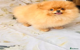 Pomeranian dogs for sale: 💗Last girl left! Royal Orange Pomeranian Pedigree - Image 36