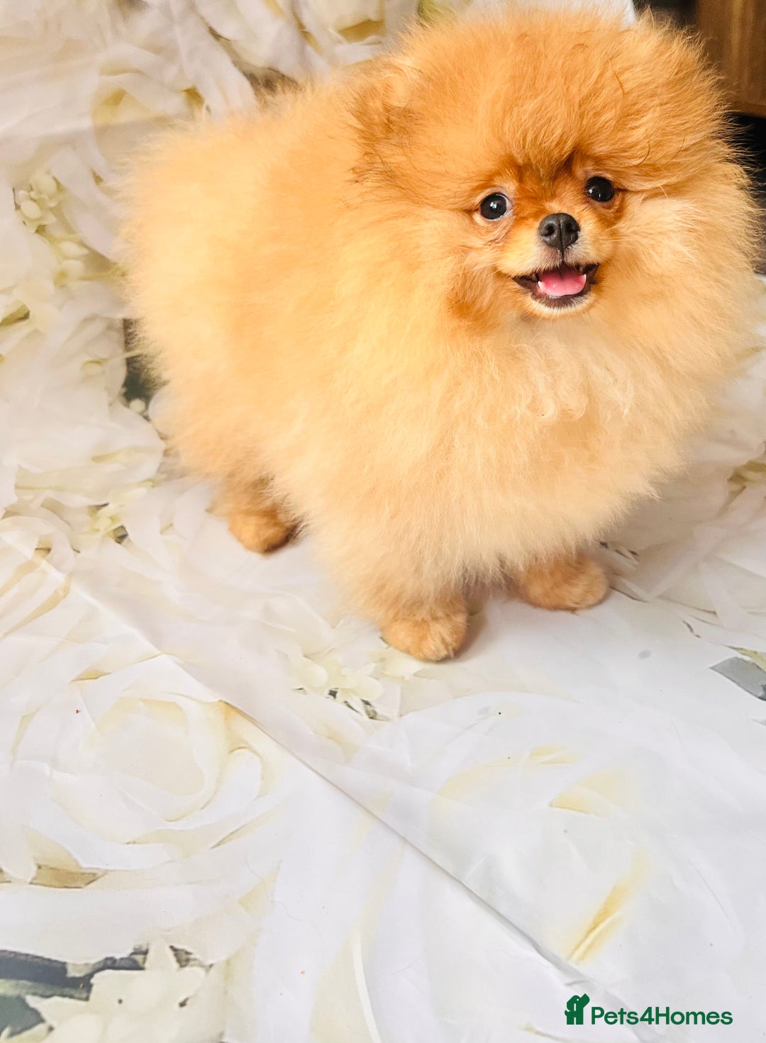 Pomeranian dogs for sale: 💗Last girl left! Royal Orange Pomeranian Pedigree - Image 36