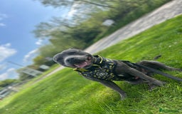 Staffordshire Bull Terrier dogs for stud: STUD pure bred blue Staffordshire bull terrier  - Image 4