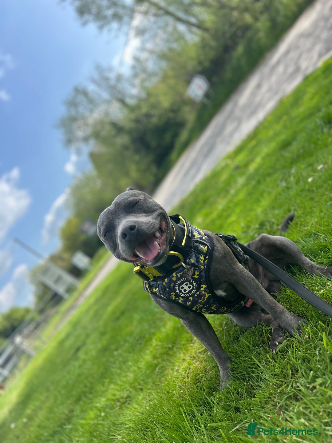 Staffordshire Bull Terrier dogs for stud: STUD pure bred blue Staffordshire bull terrier  - Image 4