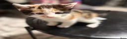 Mixed Breed cats for sale: Kao Mani Mix - Advert 14