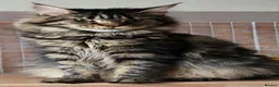 Maine Coon cats for sale: Two beautiful Maine Coon Kittens  in Ashford - Advert 1
