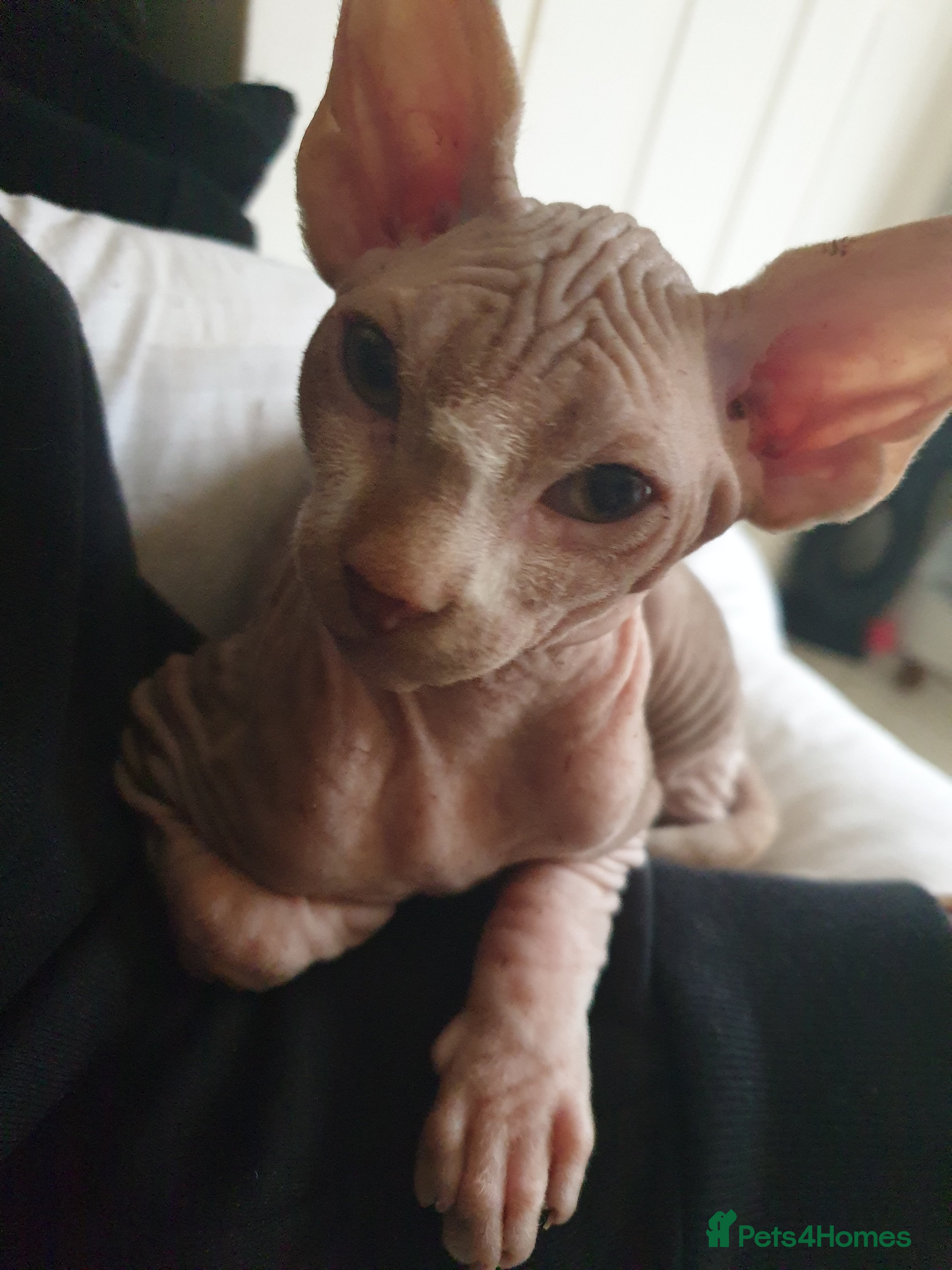 Sphynx cats 1 boy sphynx left ready for his forever home  - Advert 4