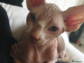 Sphynx cats 1 boy sphynx left ready for his forever home - Advert 1