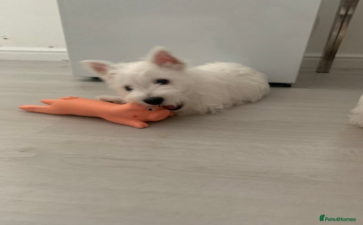 West Highland Terrier dogs - Advert 7