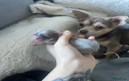 Chihuahua dogs for sale: Chihuahua puppies  - Image 3