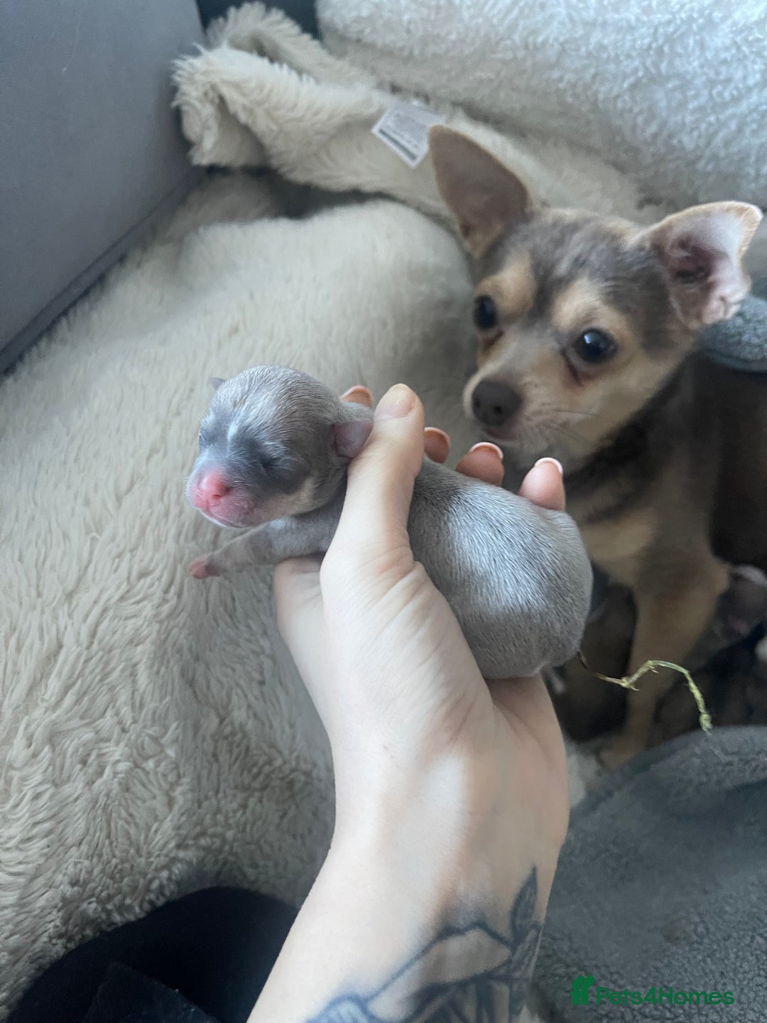 Chihuahua dogs for sale: Chihuahua puppies  - Image 3