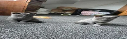 British Shorthair cats for sale: Kittens British short hair  - Advert 6
