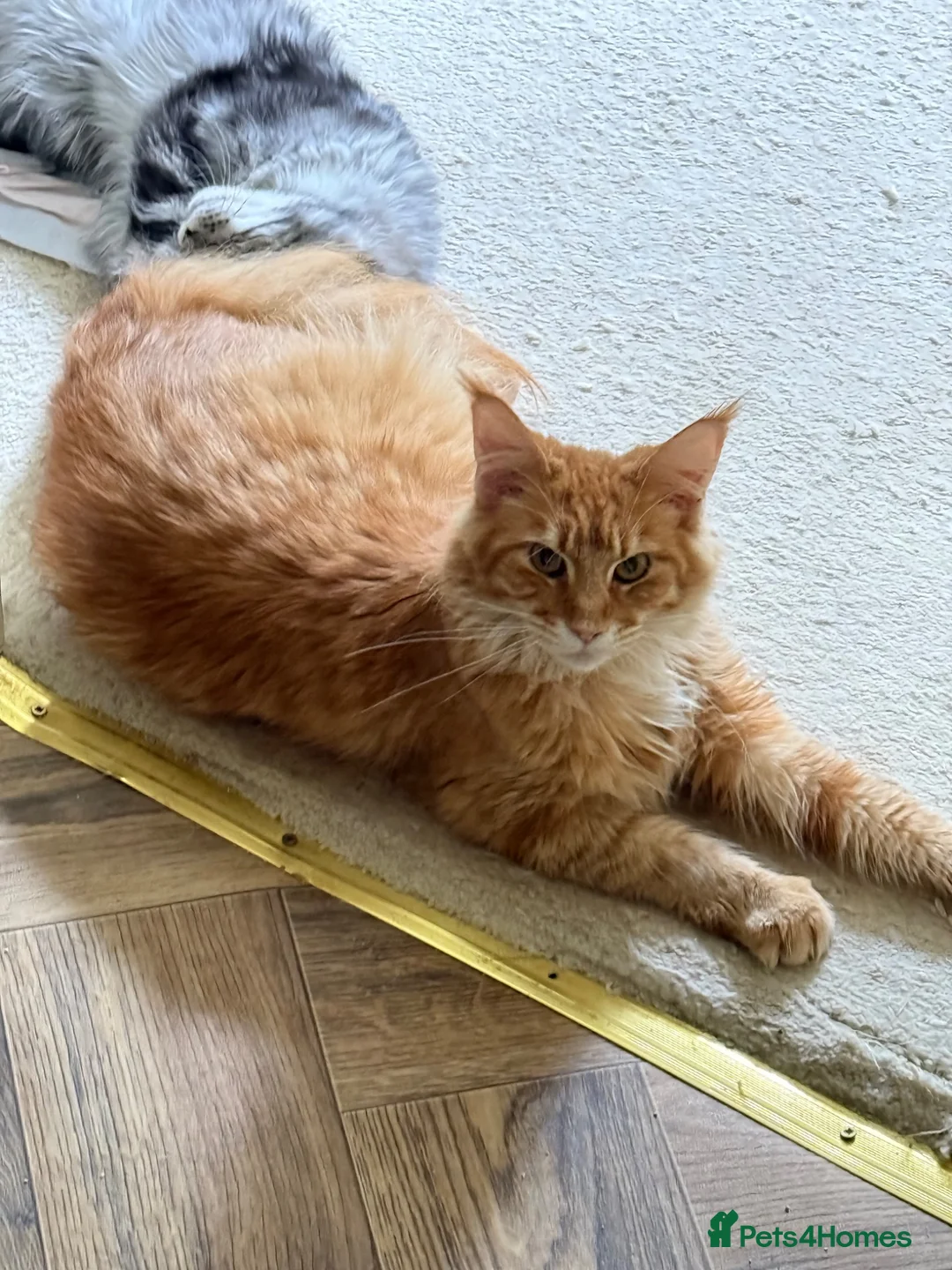 Maine Coon cats for sale: Active registered adult Mainecoon female  - Advert 8