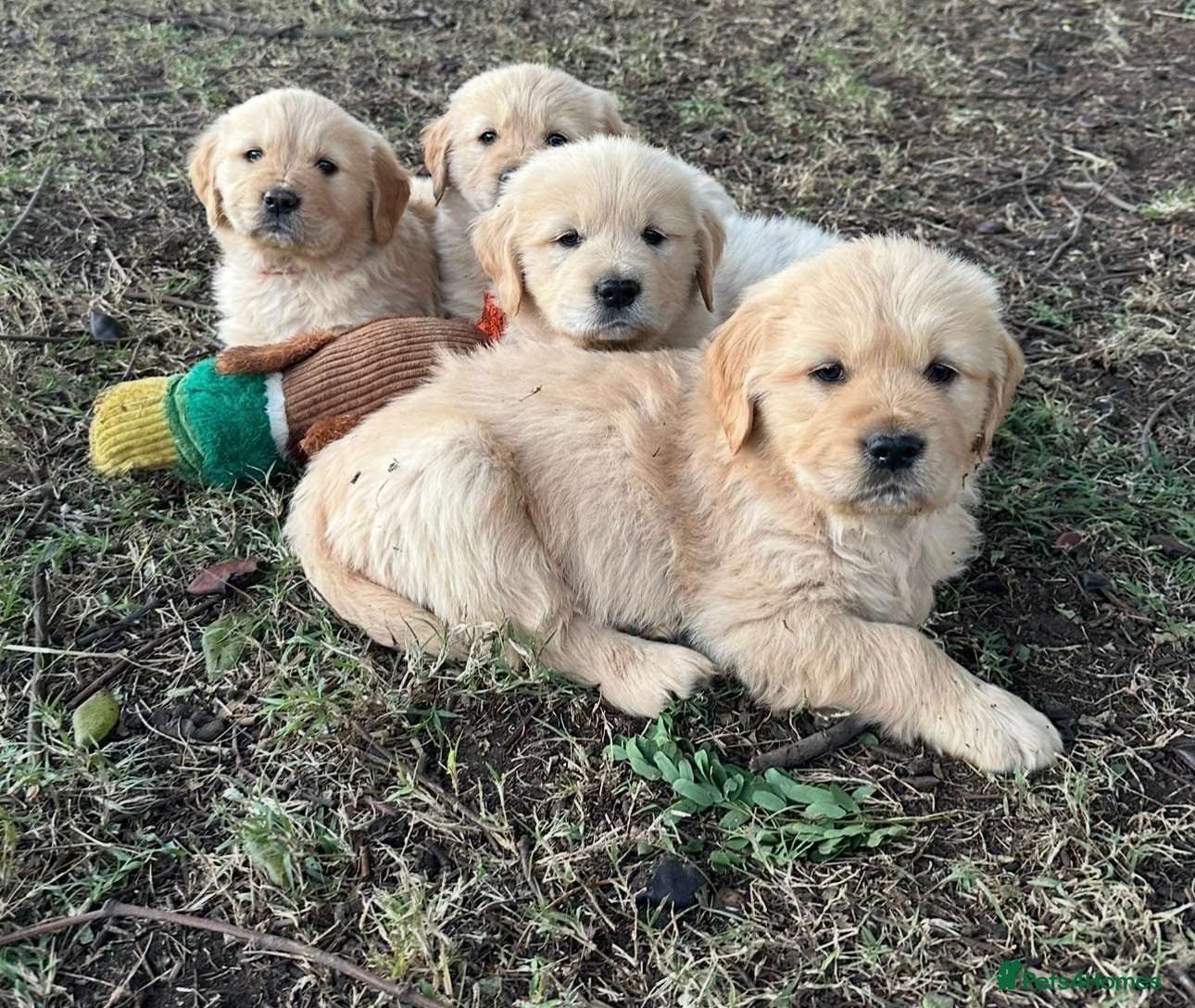Golden Retriever dogs Golden Retriever puppies - Advert 9