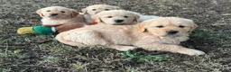 Golden Retriever dogs for sale: Golden Retriever puppies in Winchester - Advert 1