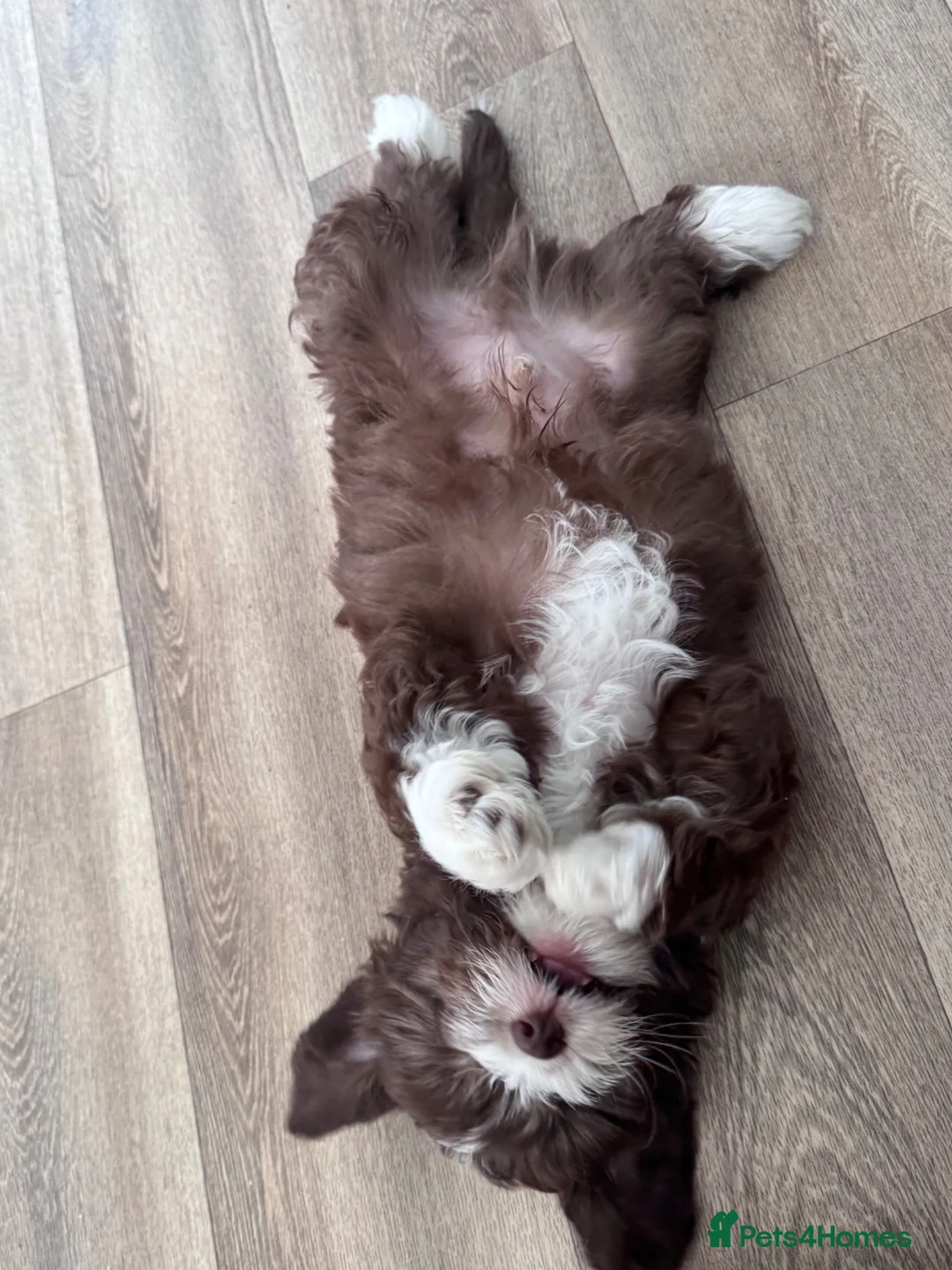 Maltipoo dogs for sale: Beautiful Maltipoo Puppy  in Mansfield - Advert 7