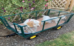 Cocker Spaniel dogs for sale: Cocker Spaniels, working type, KC reg, DNA clear - Image 8