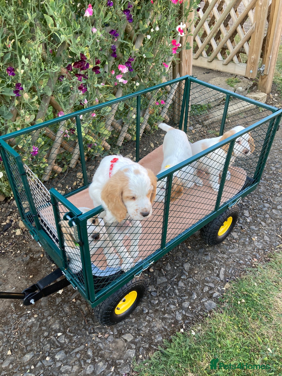 Cocker Spaniel dogs for sale: Cocker Spaniels, working type, KC reg, DNA clear - Image 8