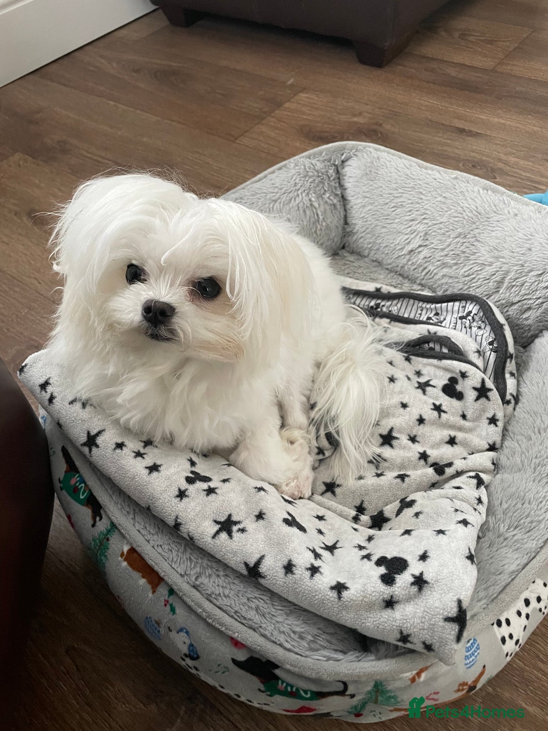 Maltese dogs for sale: 7 month old Maltese looking for a home  - Advert 2