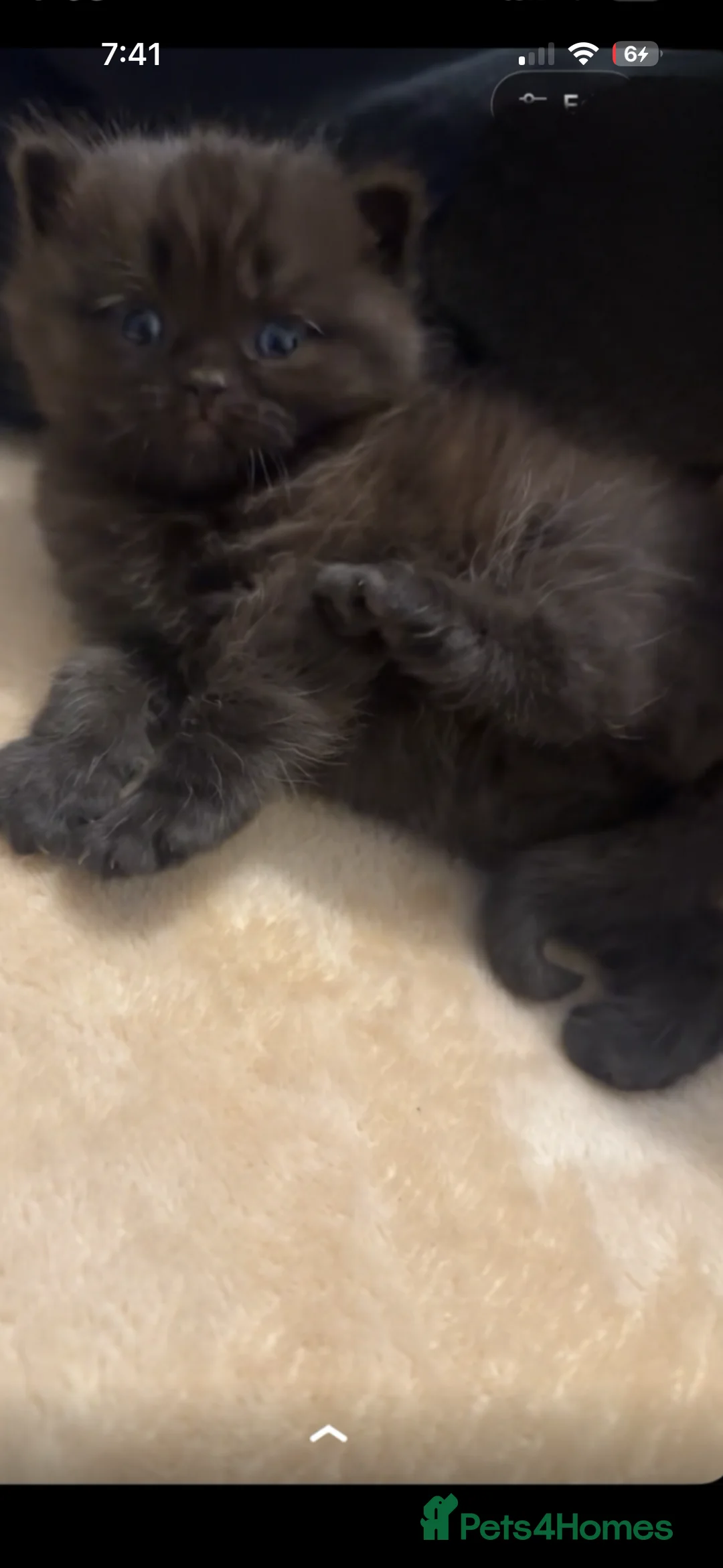 British Shorthair cats for sale: bshkittens and britishlonghair forsale - Advert 2